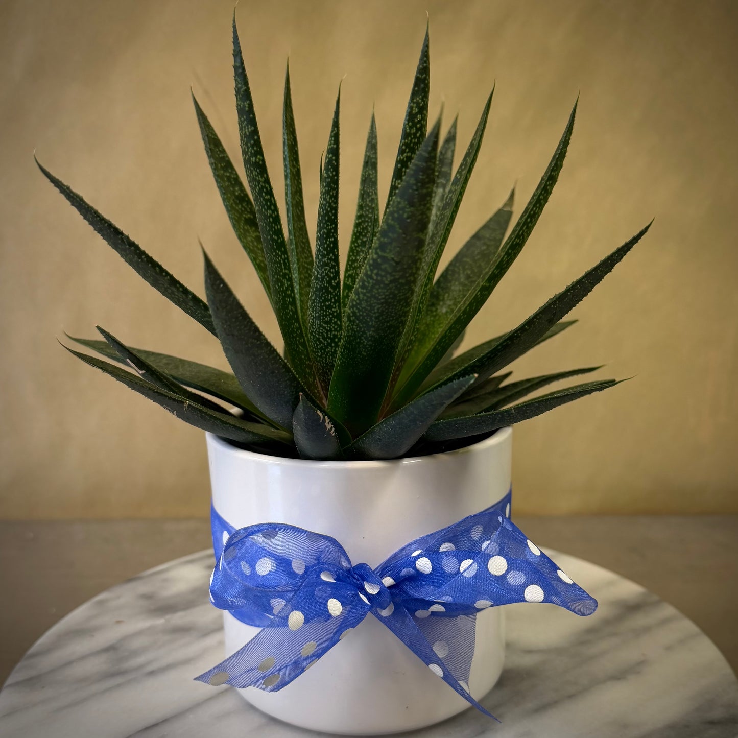 Hawthoria Succulent 4.5" pot – Seminole Florist, Seminole FL