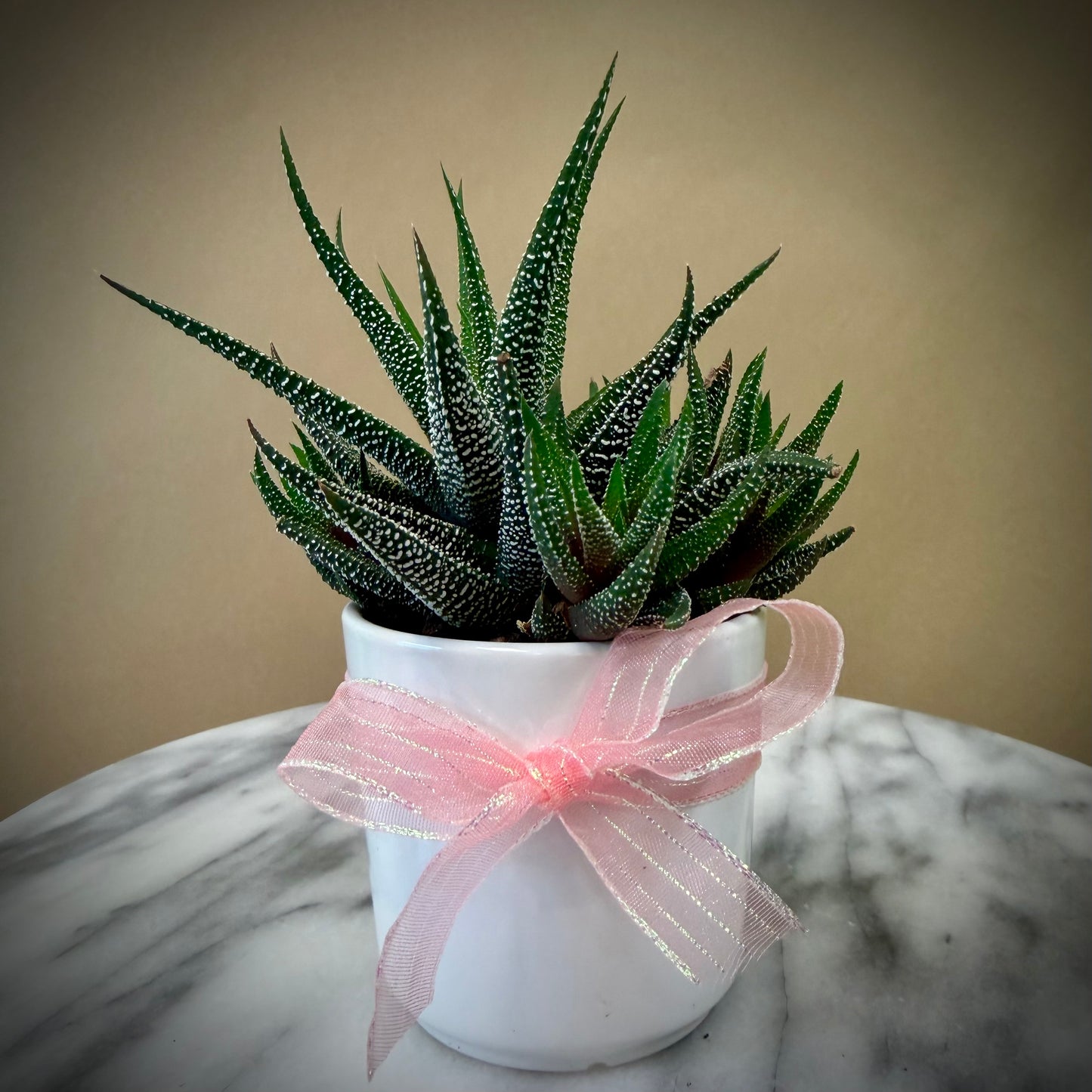 Hawthoria Succulent 2" Pot – Seminole Florist, Seminole FL