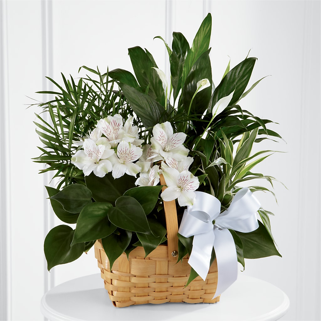 Peace & Serenity Dishgarden – Seminole Florist, Seminole FL