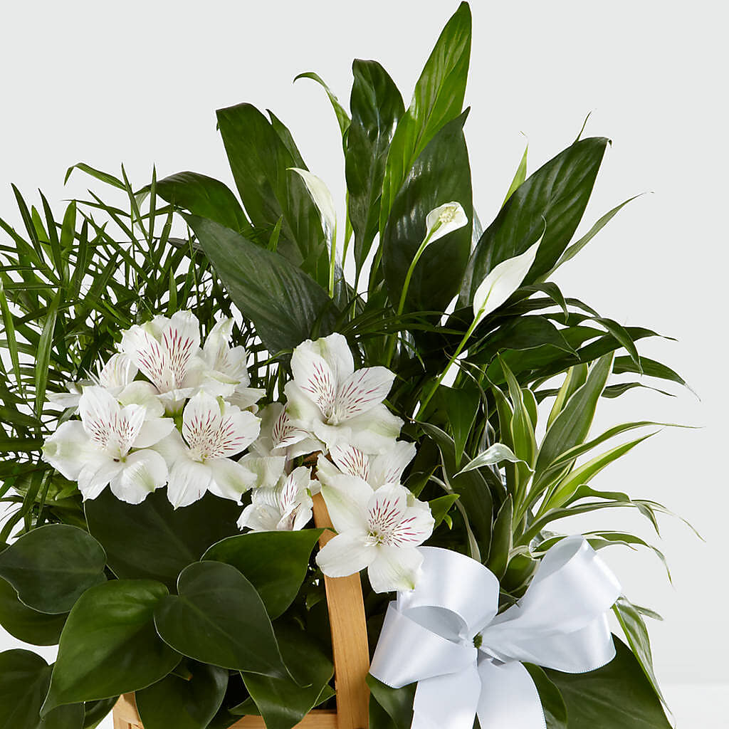 Peace & Serenity Dishgarden – Seminole Florist, Seminole FL