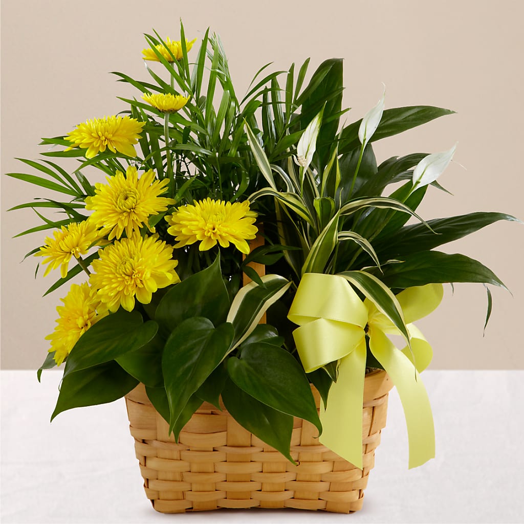 Loving Light Dishgarden – Seminole Florist, Seminole FL