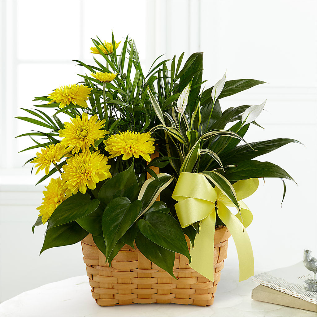 Loving Light Dishgarden – Seminole Florist, Seminole FL