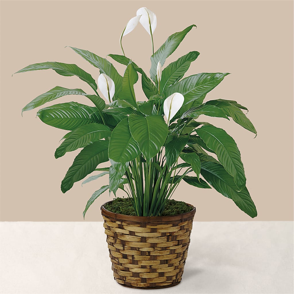 Tranquil Moments Peace Lily Plant – Seminole Florist, Seminole FL