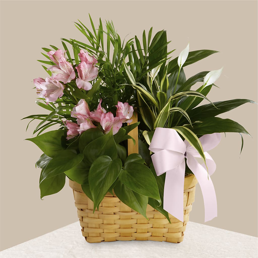 Living Spirit Dishgarden – Seminole Florist, Seminole FL