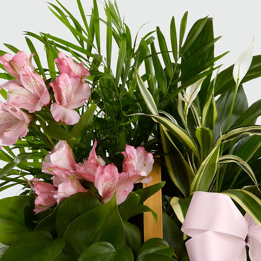 Living Spirit Dishgarden – Seminole Florist, Seminole FL