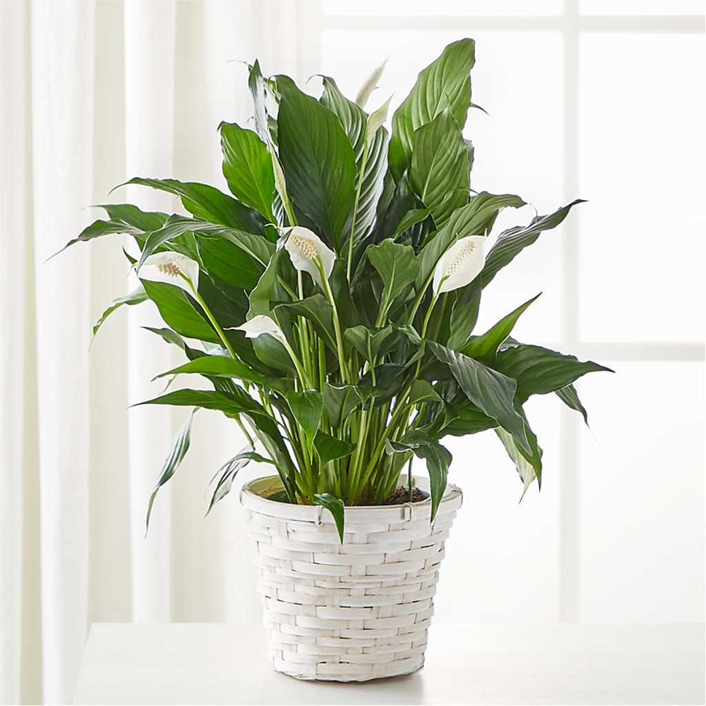 snow flower peace lily A New Leaf Peace Lily – white flower arrangement | Seminole, FL
