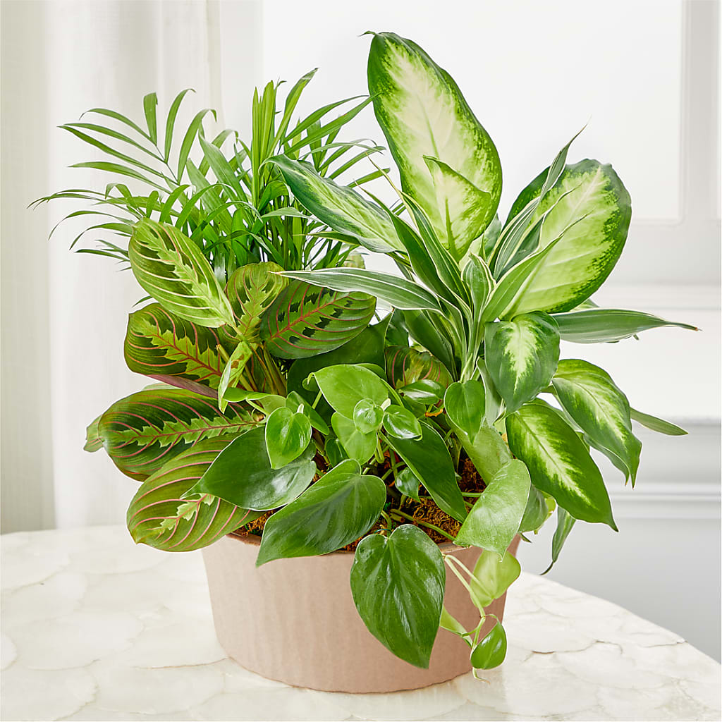 Balance & Harmony Dishgarden – Seminole Florist, Seminole FL