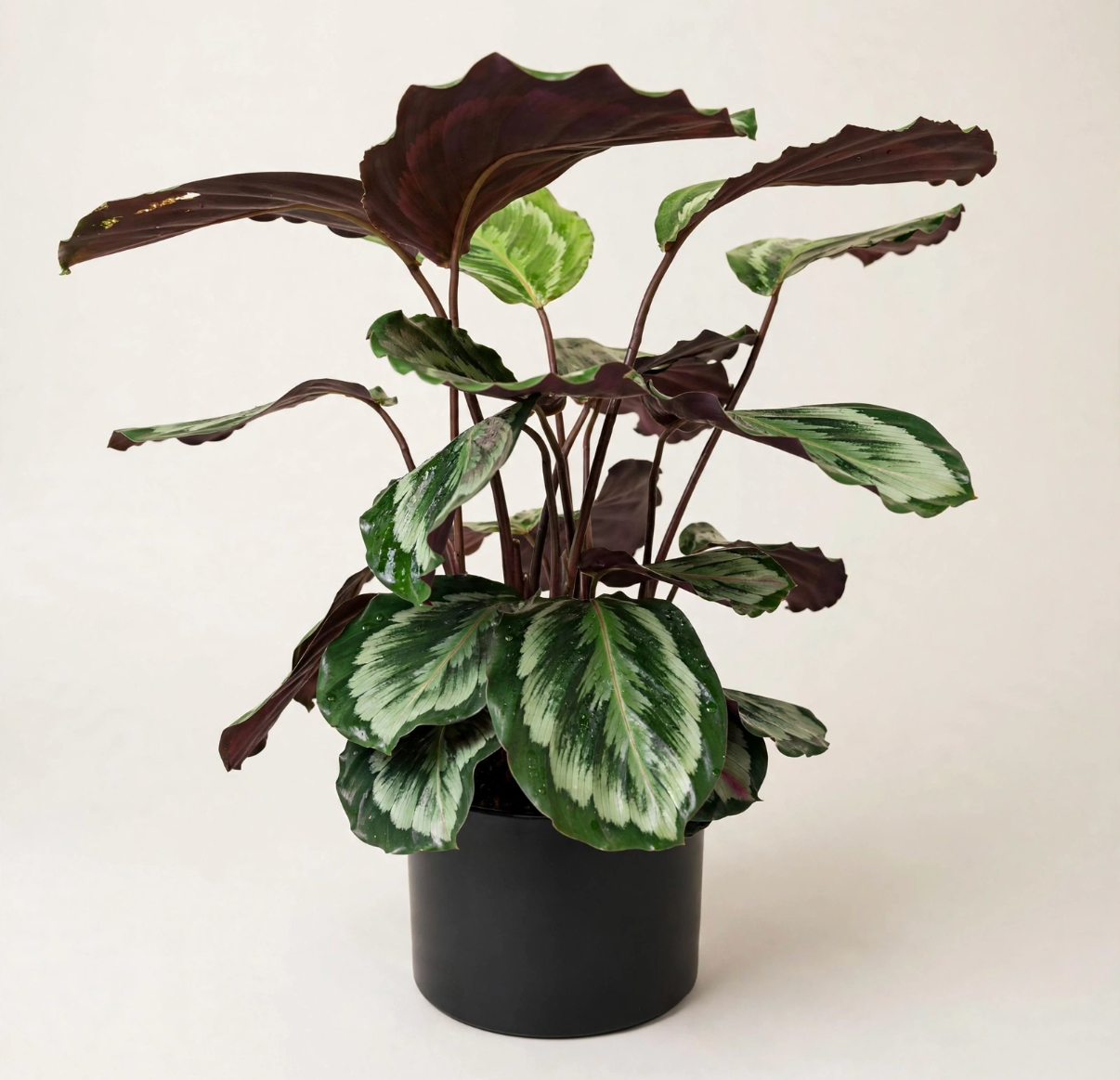 Seminole Florist Calathea 6" – Seminole Florist, Seminole FL