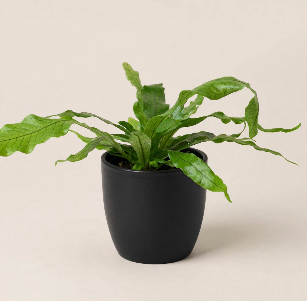 Seminole Florist Asplenium Antiqum Hurricane - Bird's Nest Fern – Seminole Florist, Seminole FL