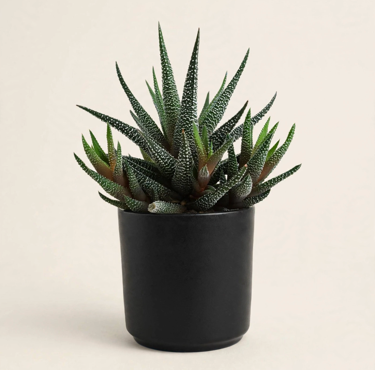 Seminole Florist Mini Haworthia Succulent –  Seminole Florist, Seminole FL