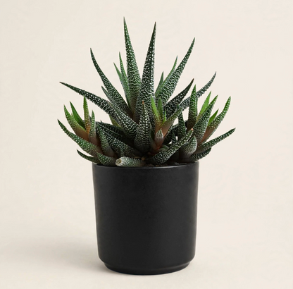 Seminole Florist Mini Haworthia Succulent –  Seminole Florist, Seminole FL