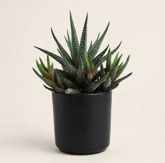 Seminole Florist Mini Haworthia Succulent –  Seminole Florist, Seminole FL