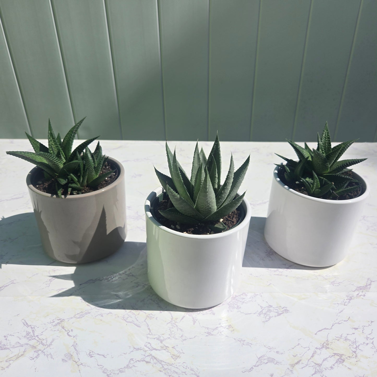 Hawthoria Succulents