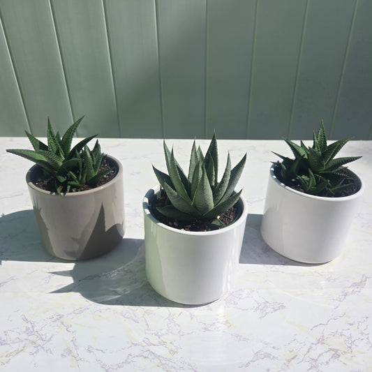 Hawthoria Succulents