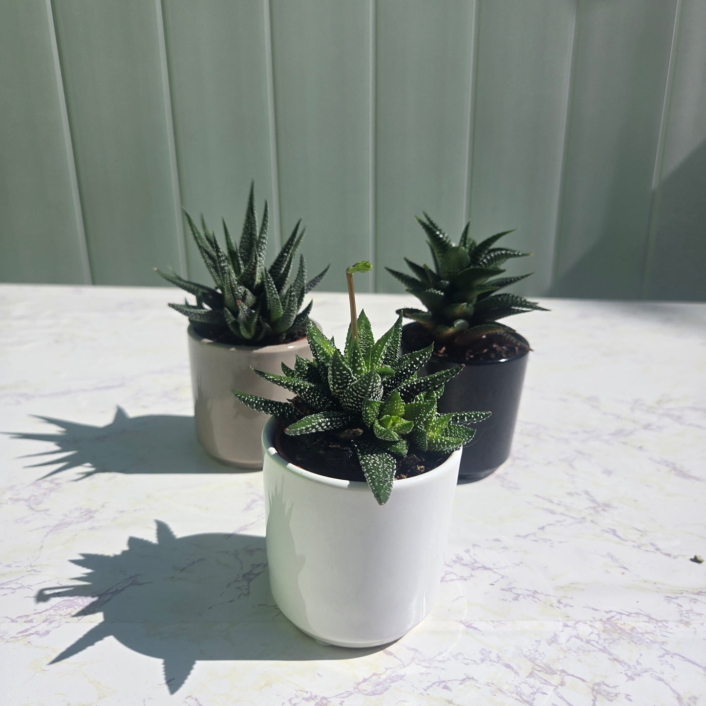 Hawthoria Succulent