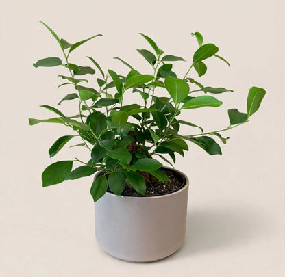 Seminole Florist Ficus Bonsai Tree –  Seminole Florist, Seminole FL