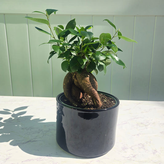 Ginseng Bonsai Tree