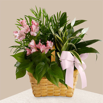 Living Spirit Dishgarden –  Seminole Florist, Seminole FL