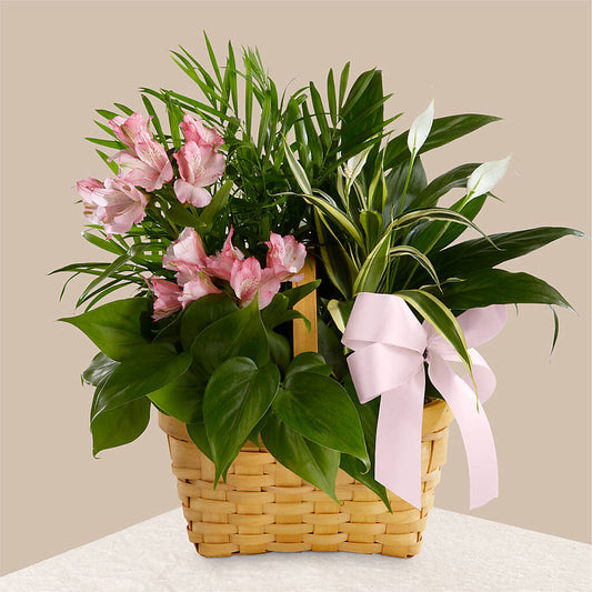 Living Spirit Dishgarden – SEMINOLE FLORIST, Seminole FL