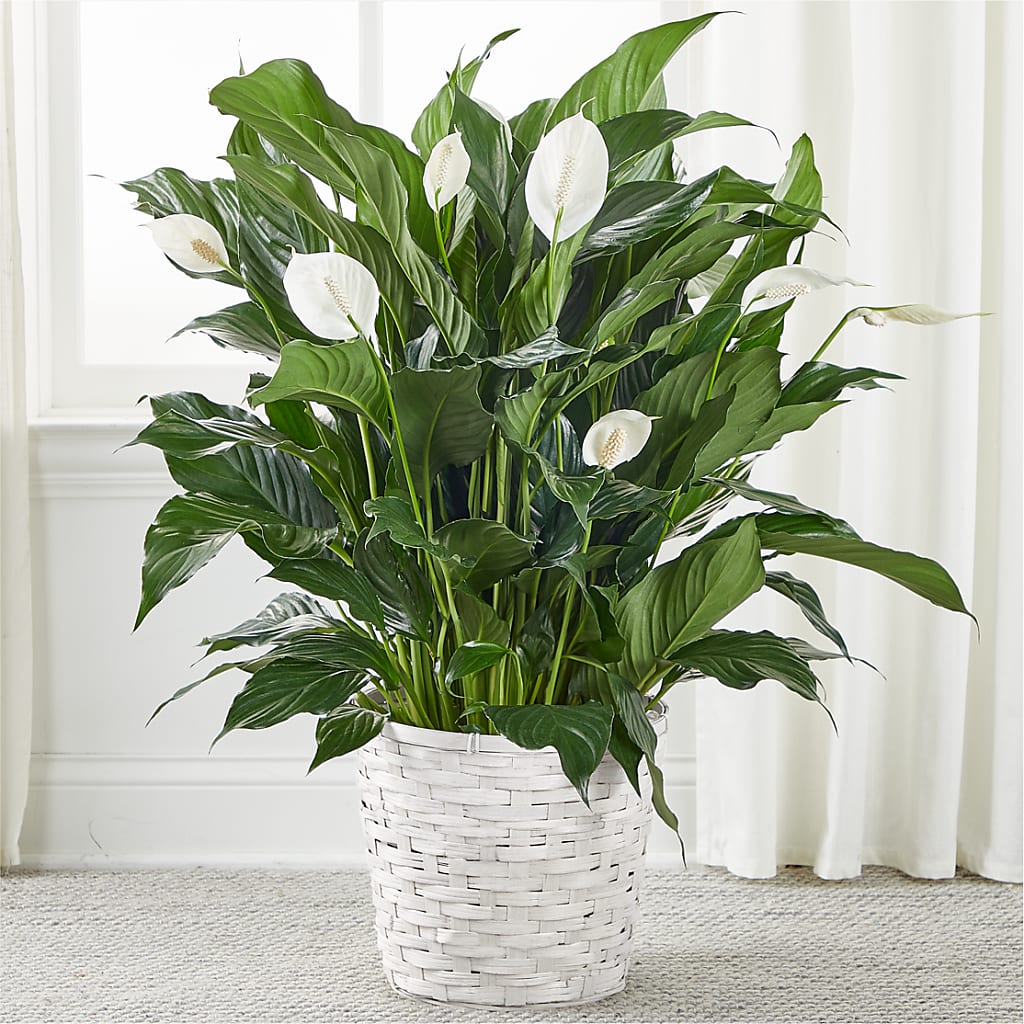 peace lily in japanese A New Leaf Peace Lily – white flower arrangement | Seminole, FL
