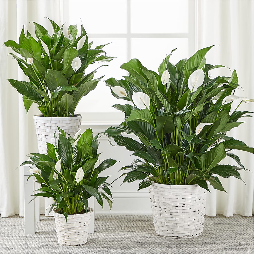 A New Leaf Peace Lily –  Seminole Florist, Seminole FL