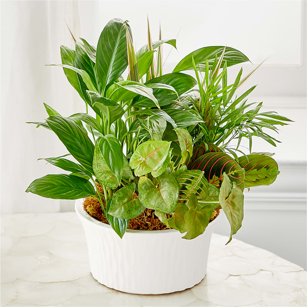Balance & Harmony Dishgarden –  Seminole Florist, Seminole FL