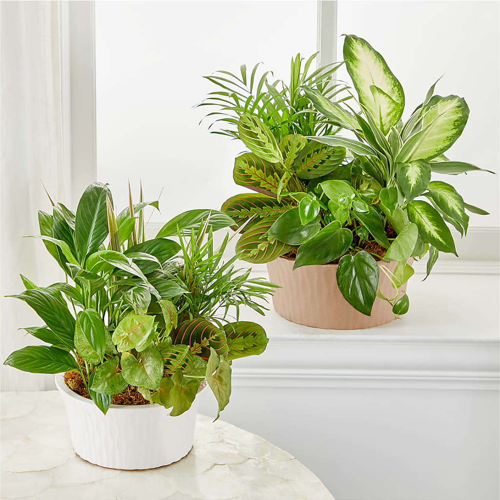Balance & Harmony Dishgarden –  Seminole Florist, Seminole FL