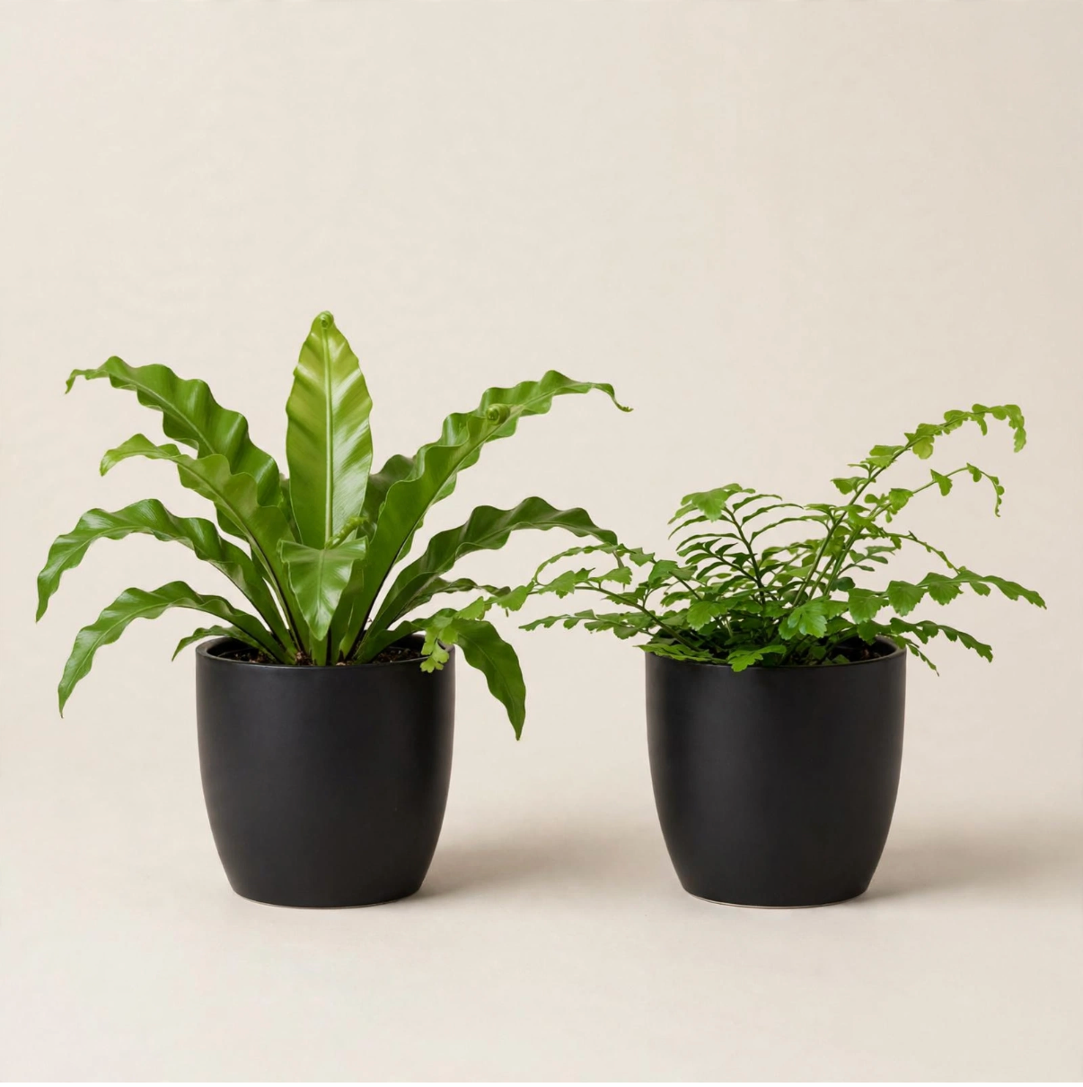 Seminole Florist Assorted Fern 4" pot –  Seminole Florist, Seminole FL