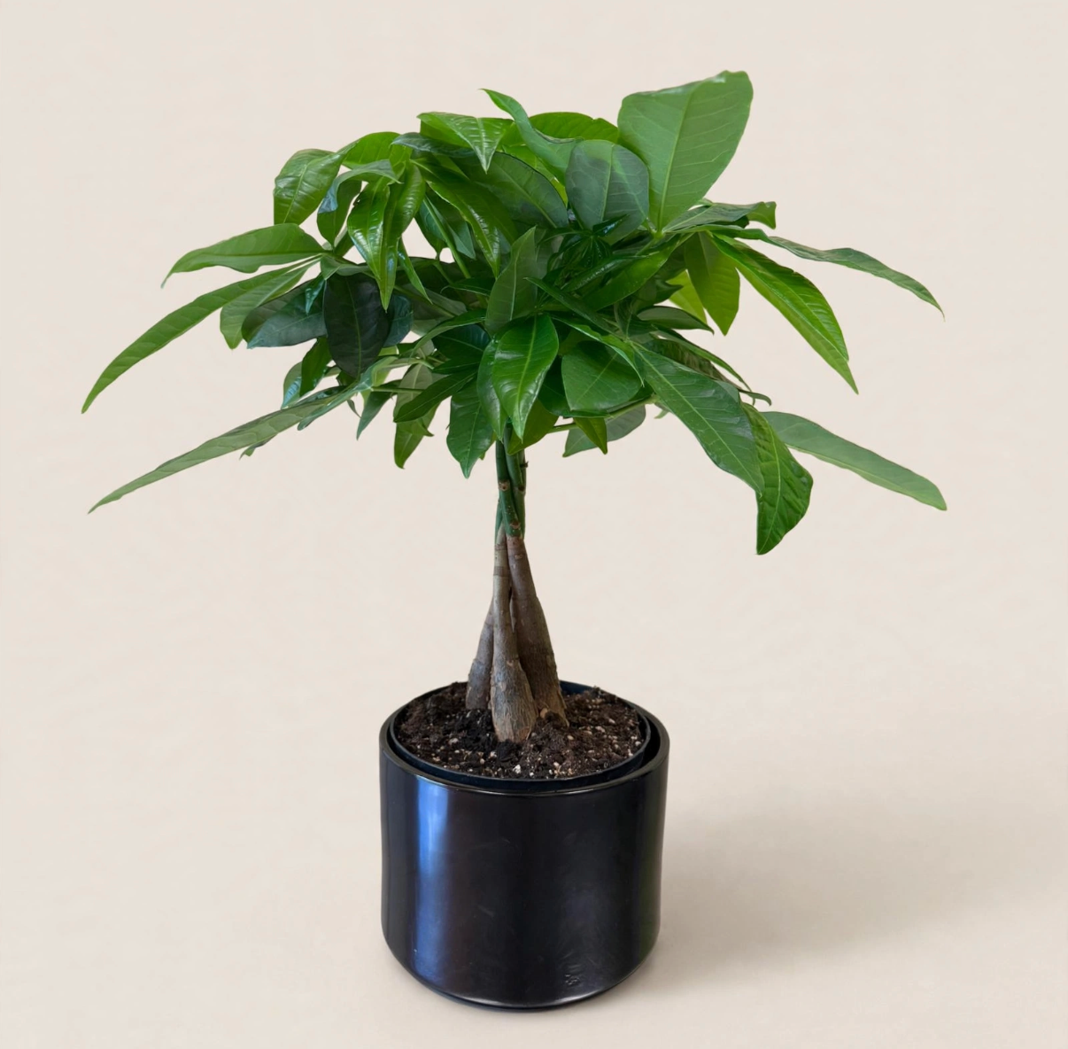 Seminole Florist Money Tree –  Seminole Florist, Seminole FL