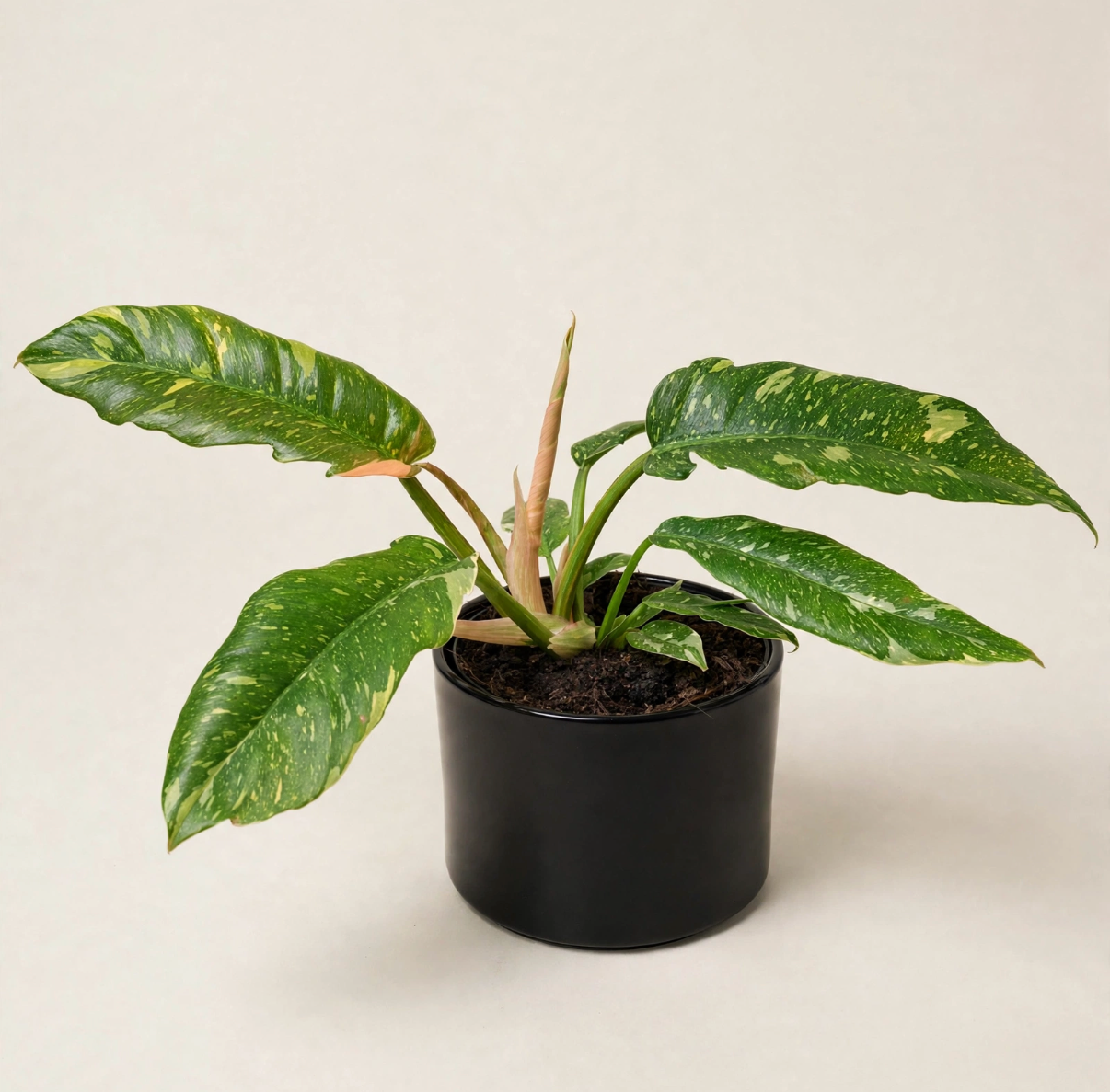 Seminole Florist Philodendron Variegated –  Seminole Florist, Seminole FL