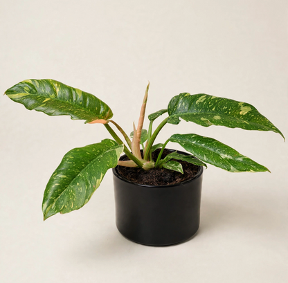 Seminole Florist Philodendron Variegated –  Seminole Florist, Seminole FL