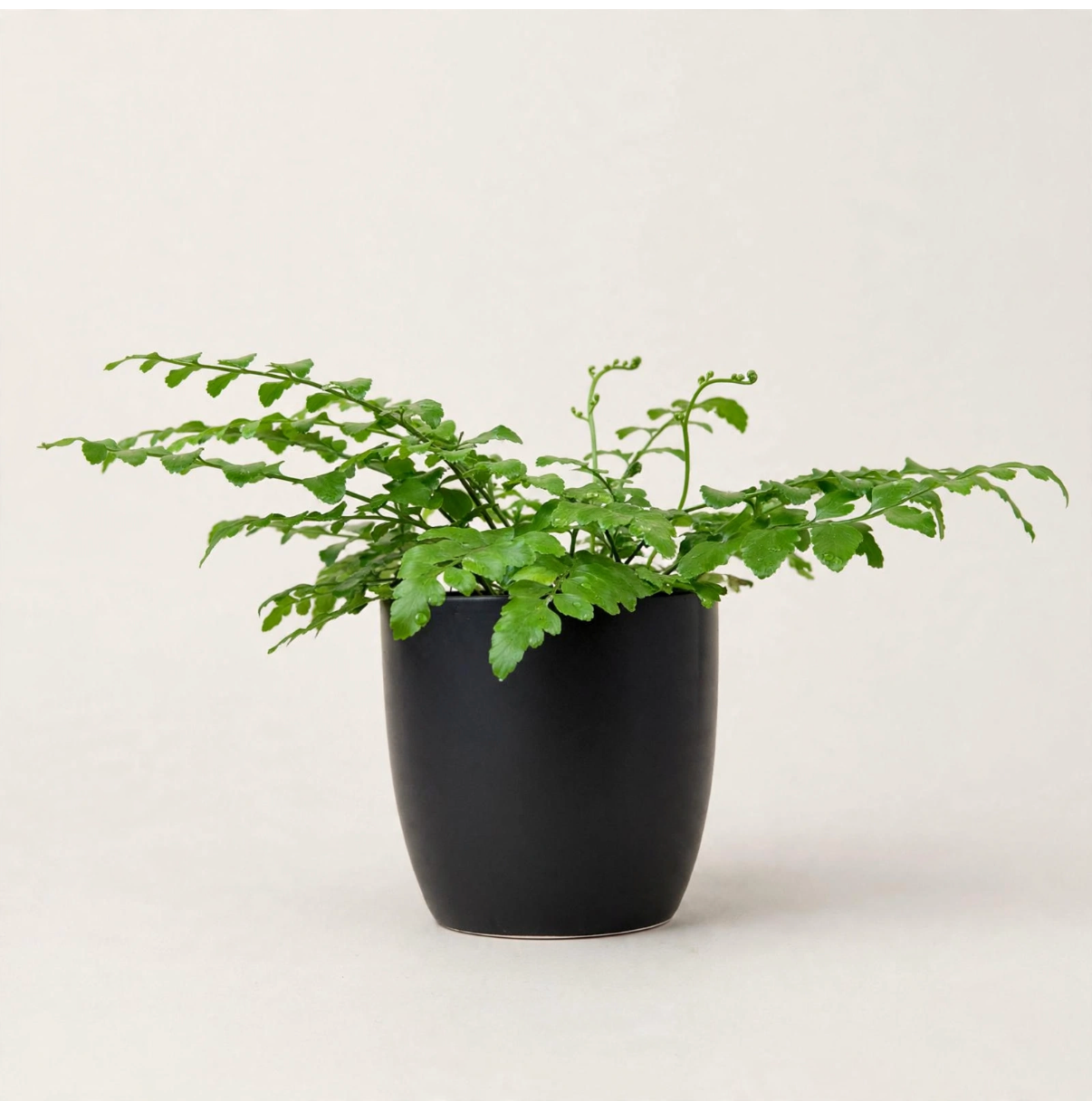 Seminole Florist Asplenium Diforme Parvati –  Seminole Florist, Seminole FL