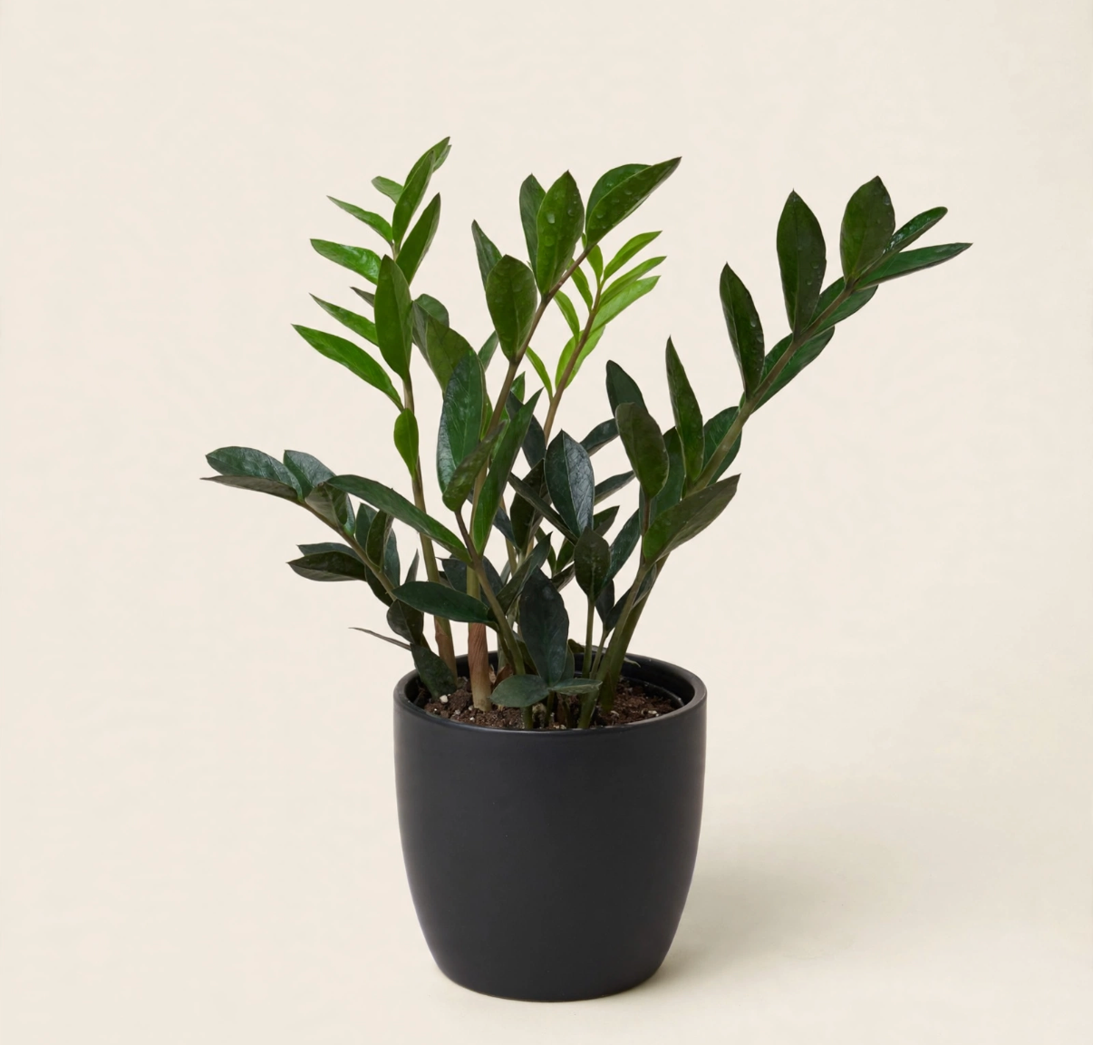 Seminole Florist  ZZ Plant 4" pot –  Seminole Florist, Seminole FL