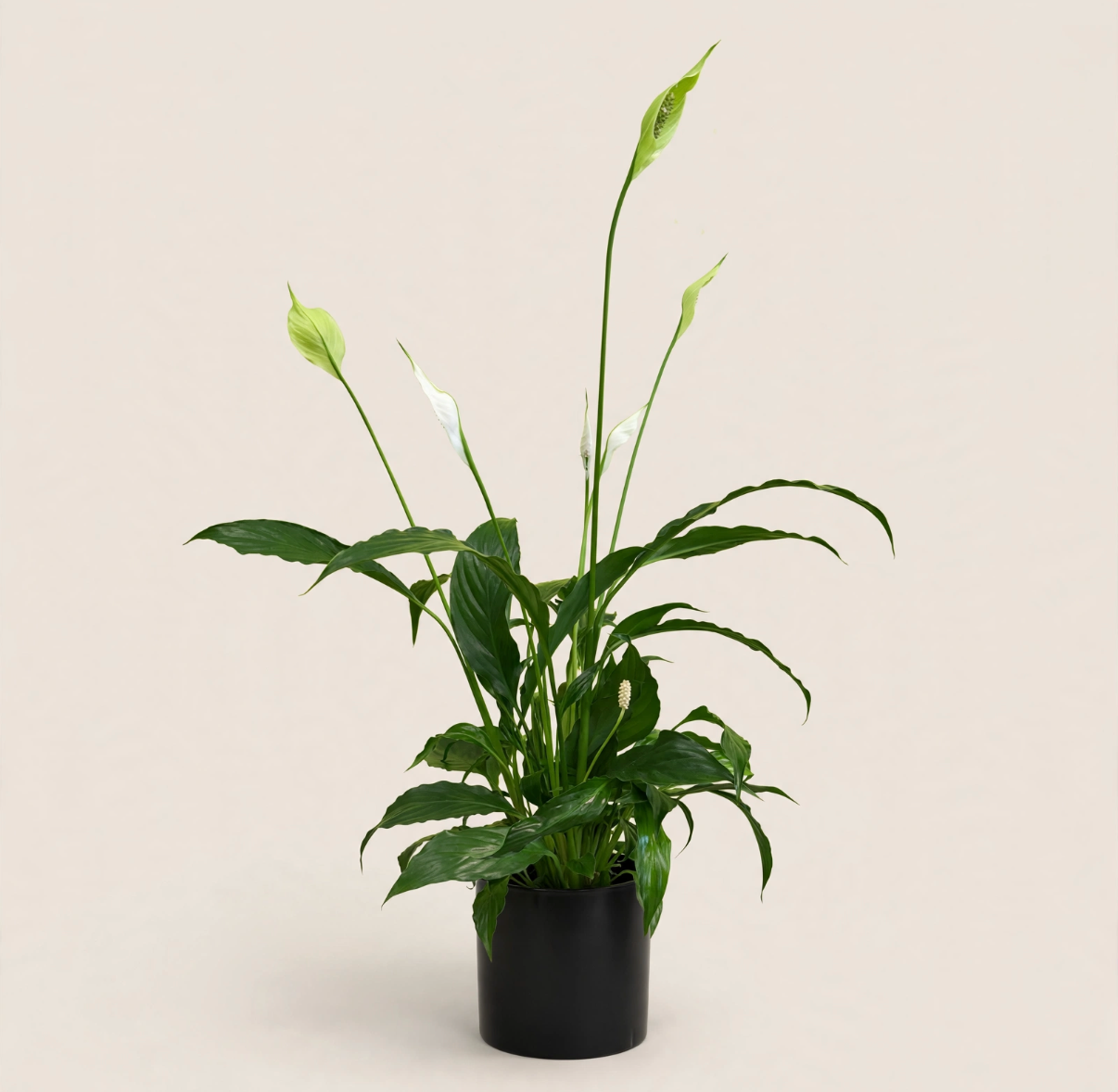 Seminole Florist 4" pot Peace Lily –  Seminole Florist, Seminole FL