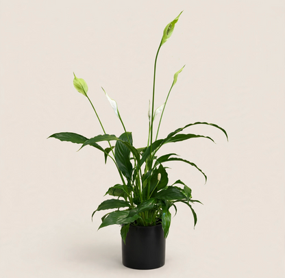 Seminole Florist 4" pot Peace Lily –  Seminole Florist, Seminole FL