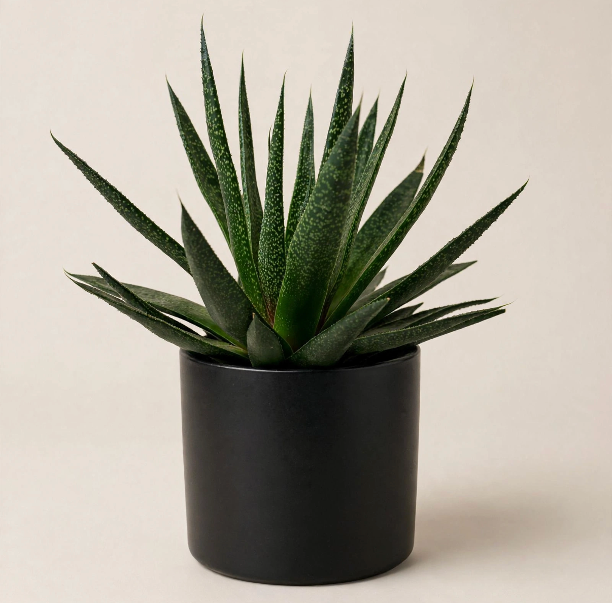 Seminole Florist Haworthia Succulent  –  Seminole Florist, Seminole FL