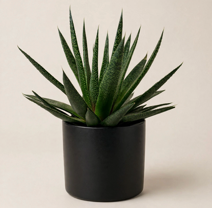 Seminole Florist Haworthia Succulent  –  Seminole Florist, Seminole FL